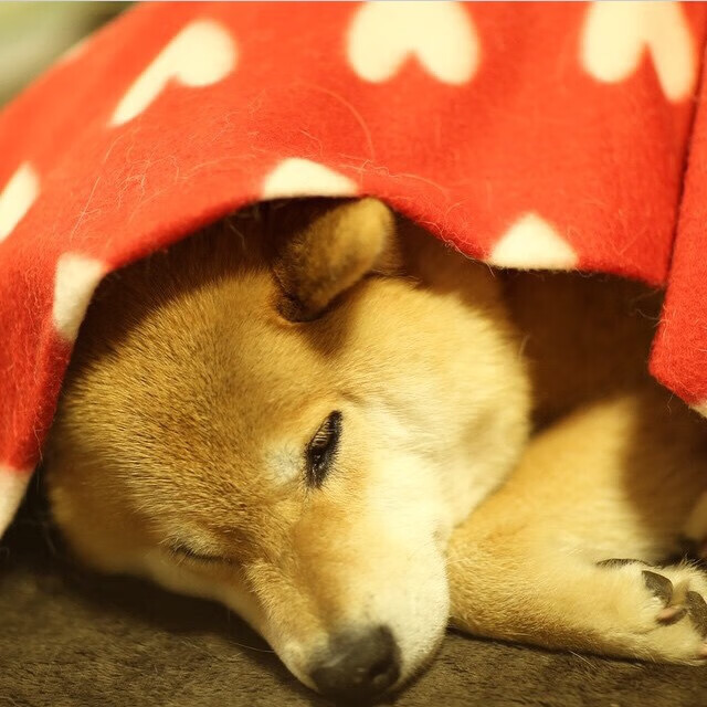 开云体育在线-内敛的火焰，拉文如何用持续的杀伤力改写季后赛之夜