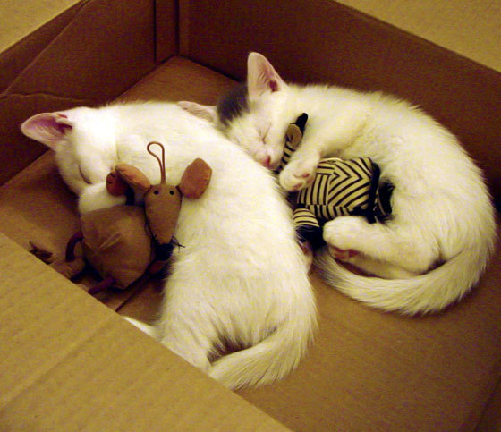 高卢雄鸡稳如磐石降服全黑军，巴尔韦德里程碑之夜书写传奇