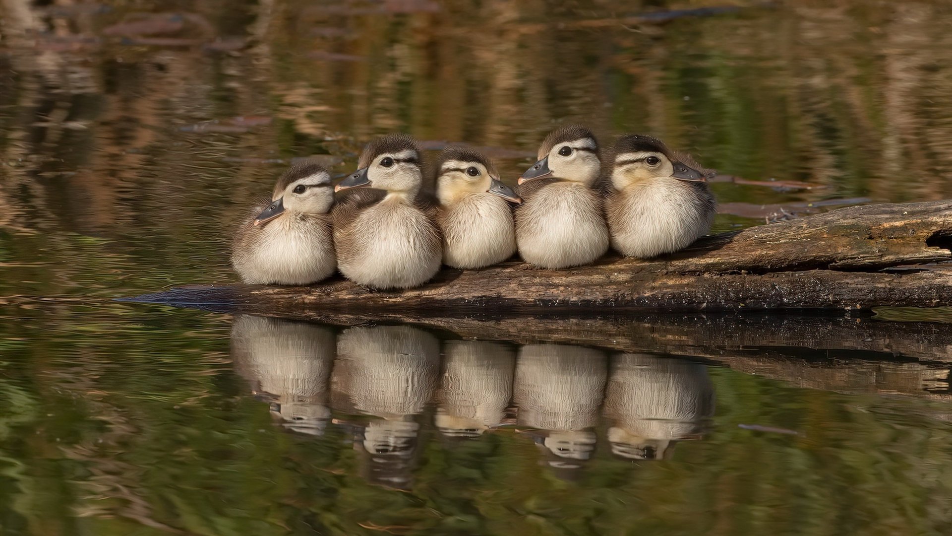 逆转的旋律，克瓦拉茨赫利亚如何成为突尼斯的黑暗中的光芒