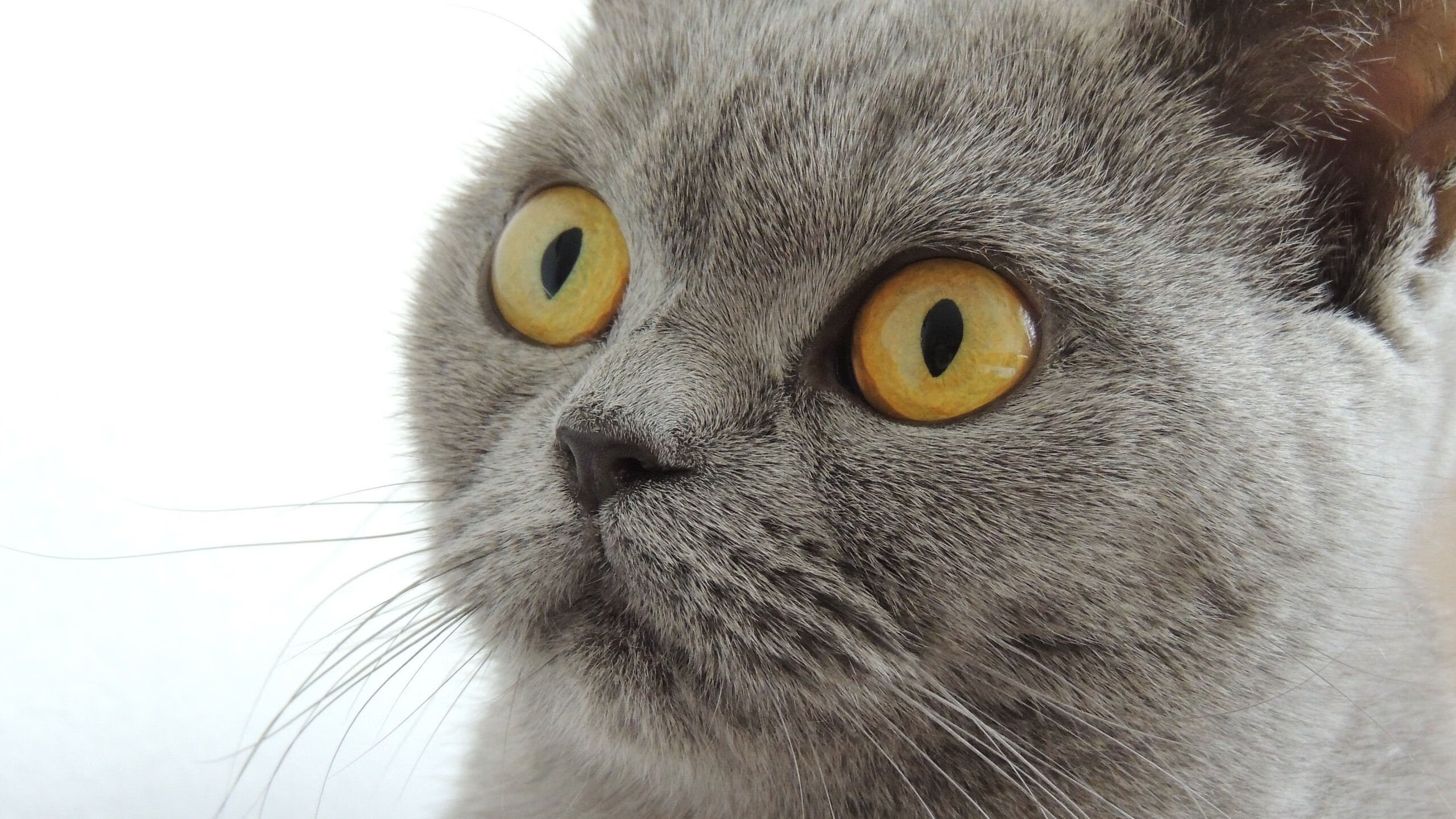 暮光传奇，35岁的本泽马用关键进球书写欧冠新篇章