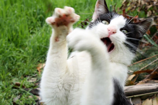 当范弗利特按下静音键，一个凡人如何让国王与雷霆的战争归于尘埃