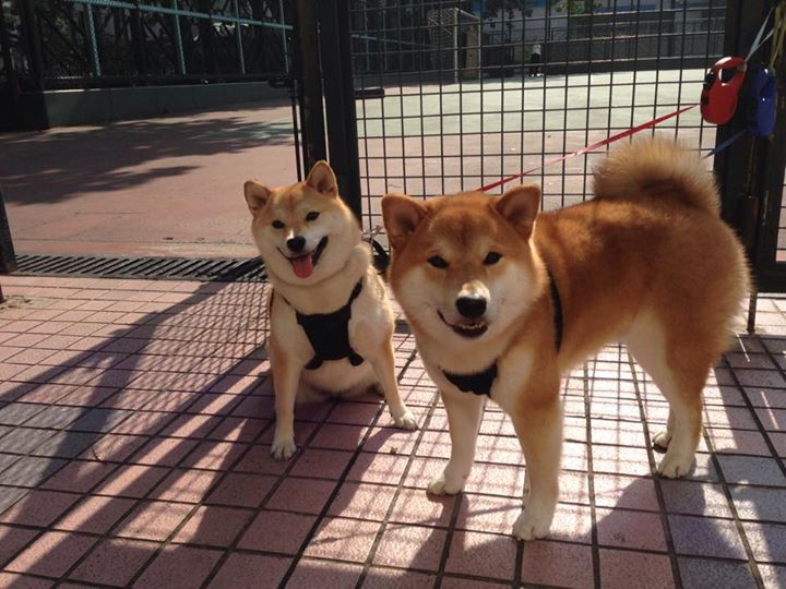 双线烽火，德甲争冠白热化与葡萄牙铁骑如何撕裂拉齐奥防线