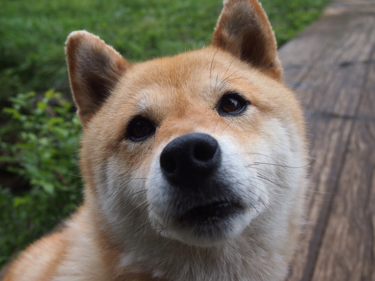 欧亚铁壁对决樱花利刃，加克波一传一射主宰罗马稳稳过关