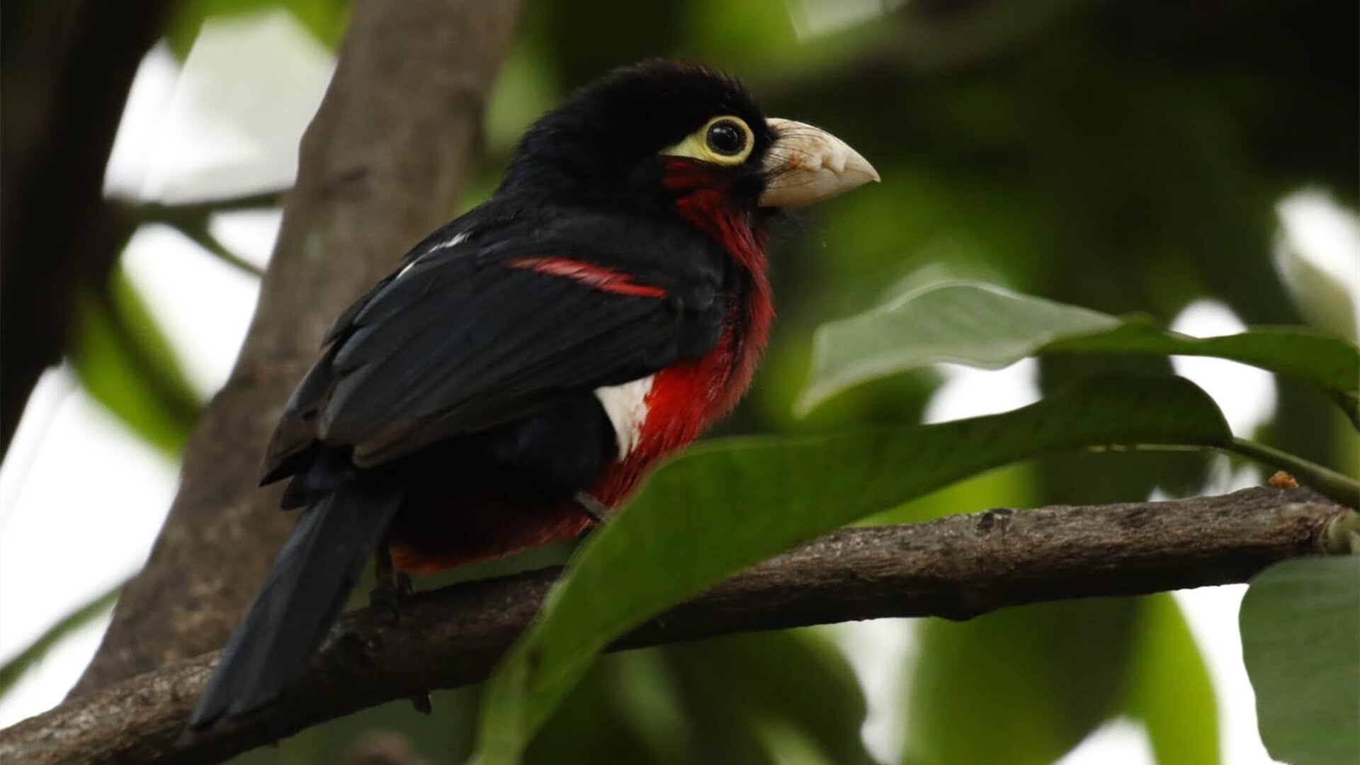 破晓者的封神夜，当莱奥在奥林匹斯山的裂口劈出光