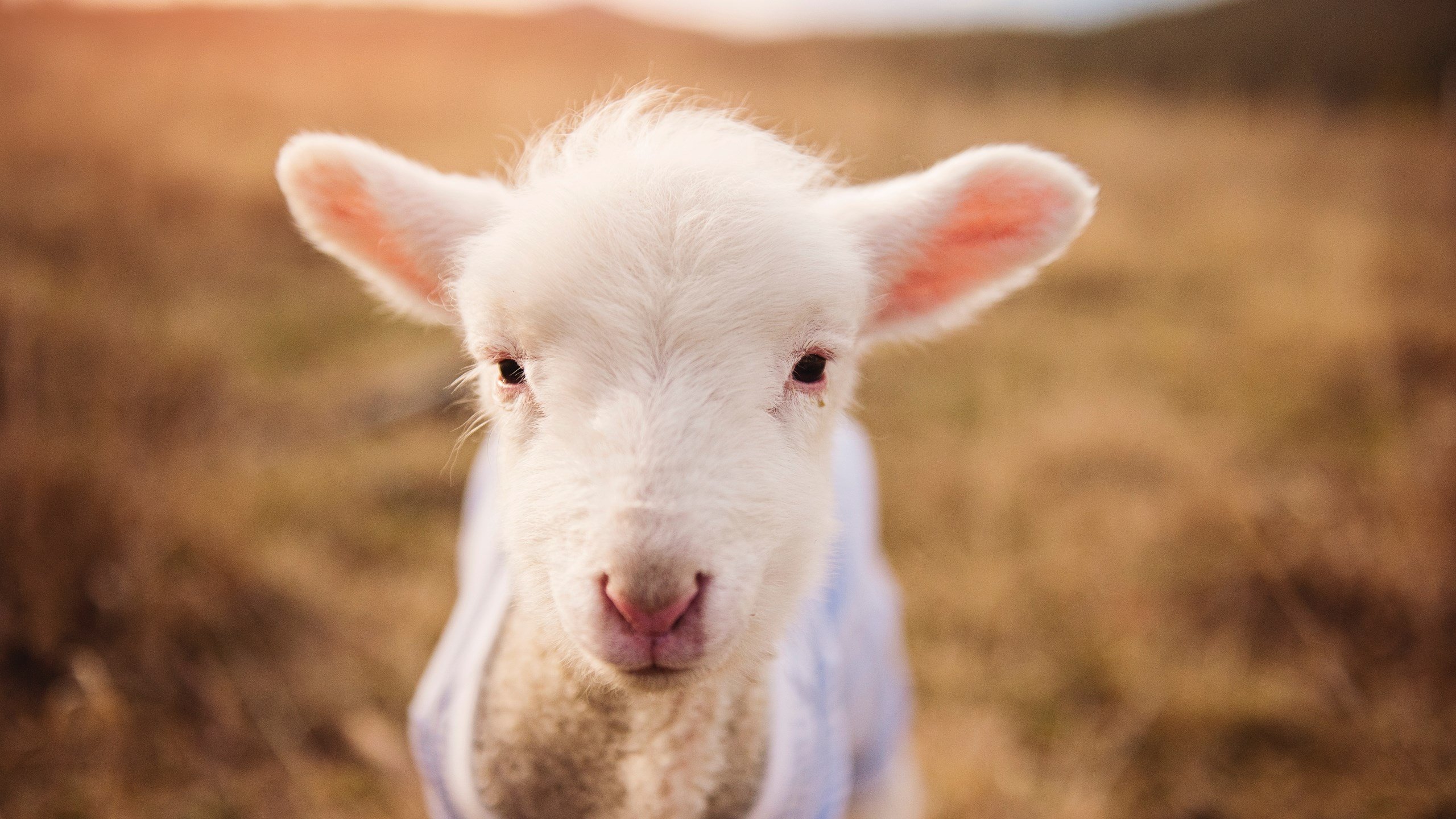 开云体育APP下载-体育世界中的唯一性，卡拉斯科个人闪光与澳大利亚团队压制