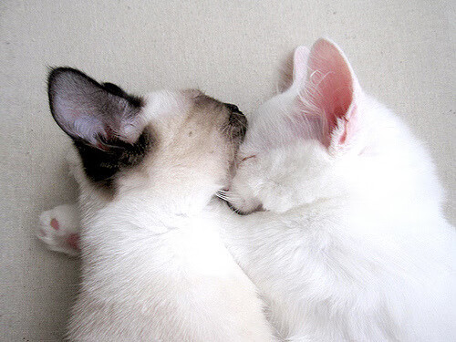 开云体育登录-凯尔特魂跨越时空，从都柏林的雨夜到西决的生死战场
