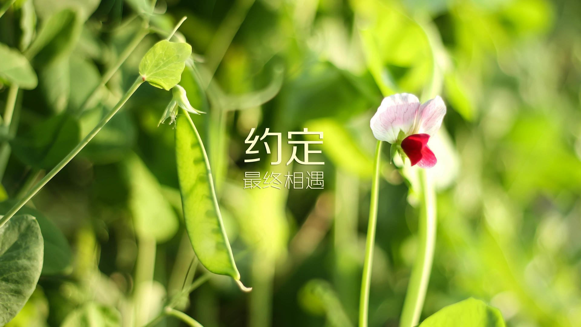 颠覆剧本的强强对话，当布罗佐维奇用唯一性定义奥地利与阿联酋之战