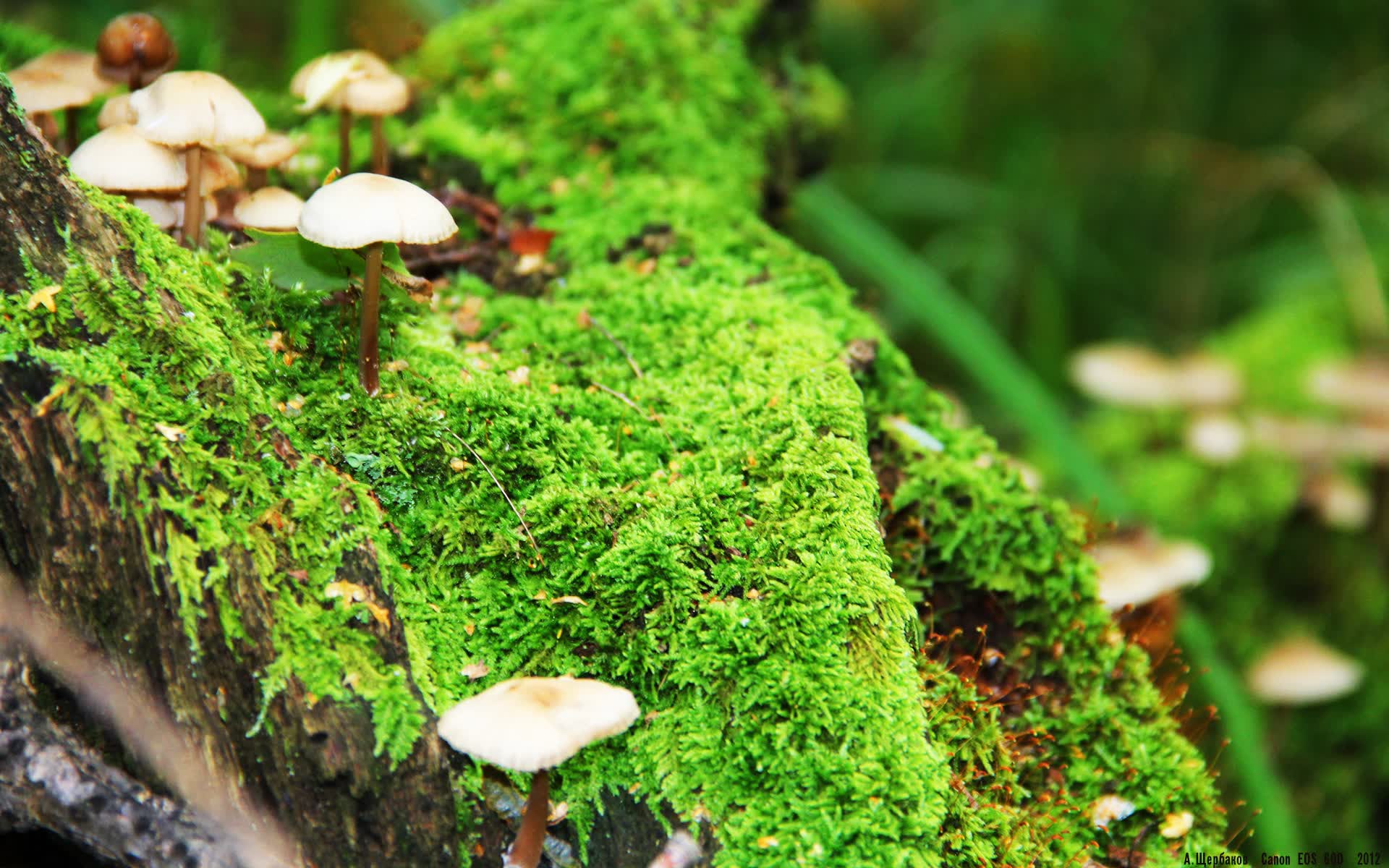 唯一的咏叹调，当贝林厄姆的月光，照亮加纳绝杀的黑星时刻